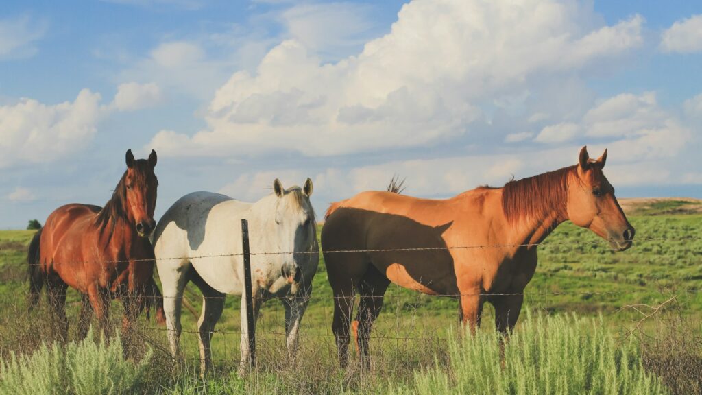 brown and white horses on green grass field under blue and white cloudy sky during daytime