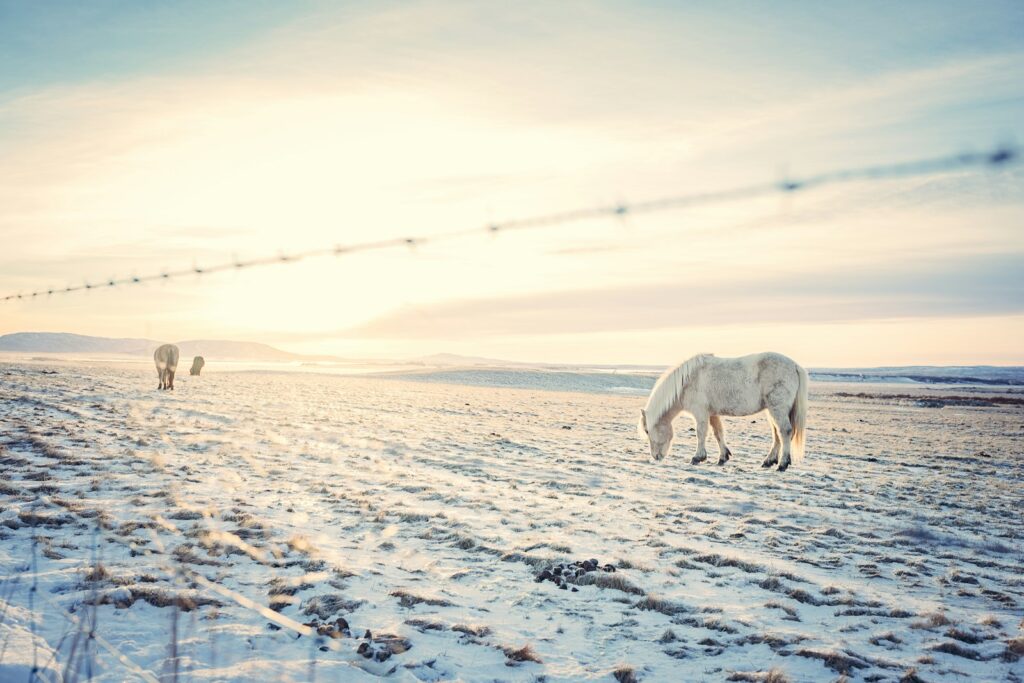 Horse in snow