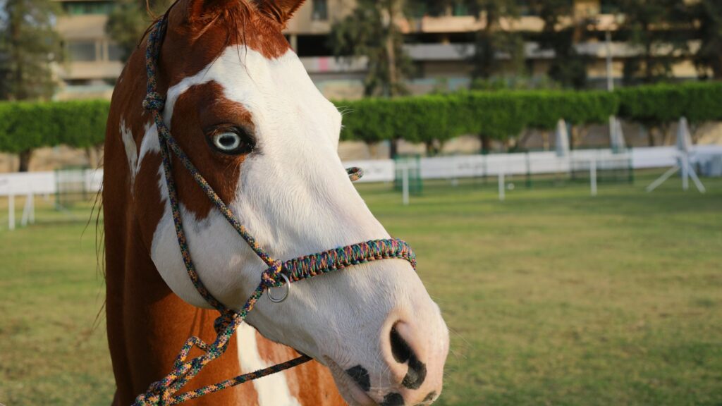 a brown and white horse standing on top of a lush green field