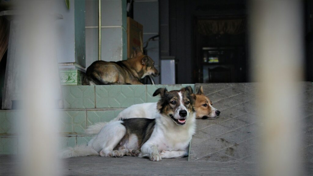 white and brown long coated dog