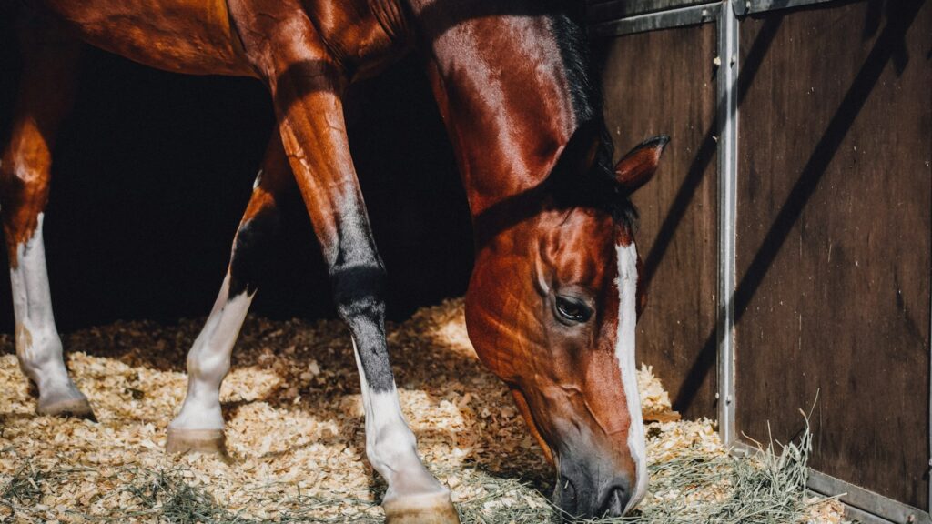 brown horse eating grass