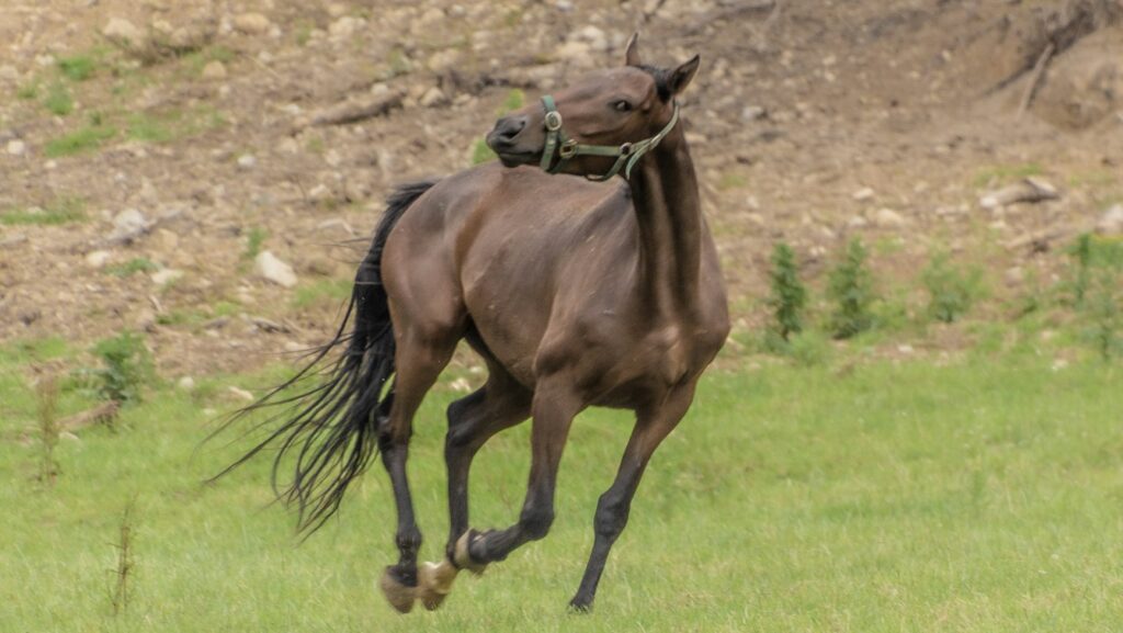 a brown horse running across a lush green field