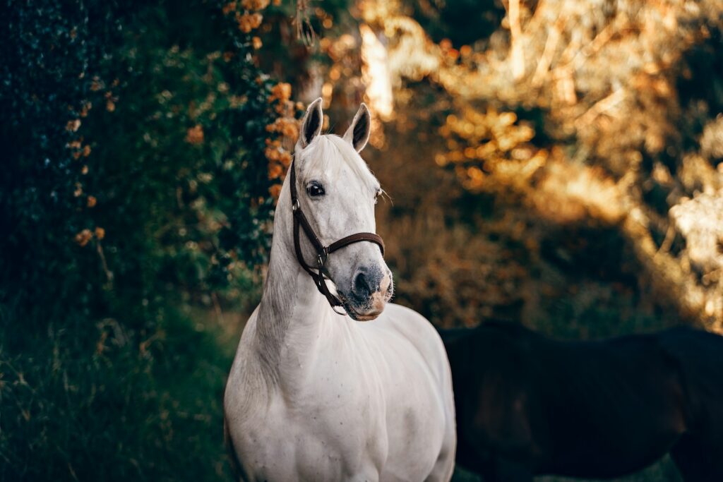 White horse standing near plant