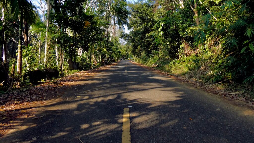 Empty road surrounded by lush green trees.