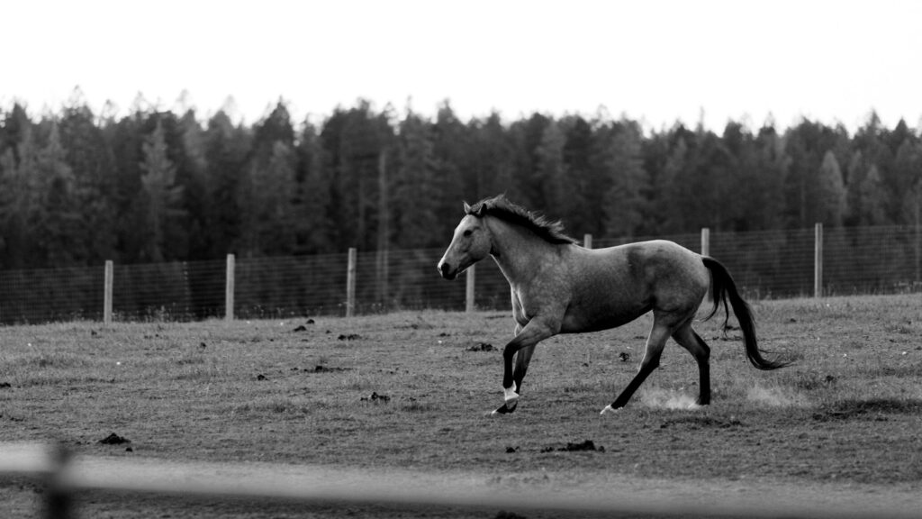 A black and white photo of a horse running in a field