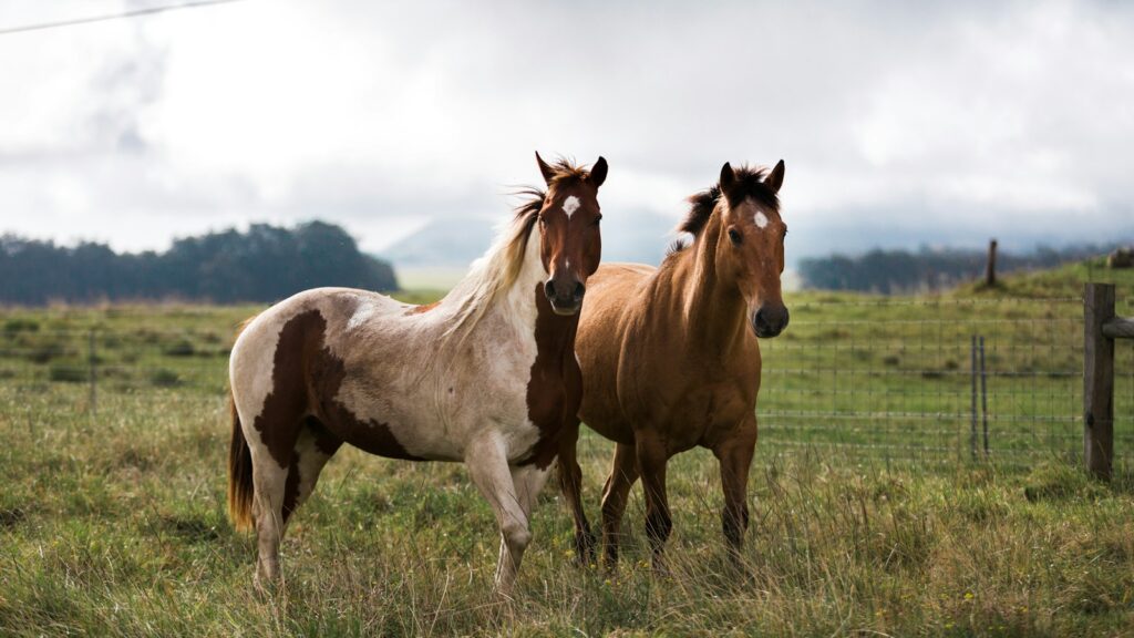 white and brown horses