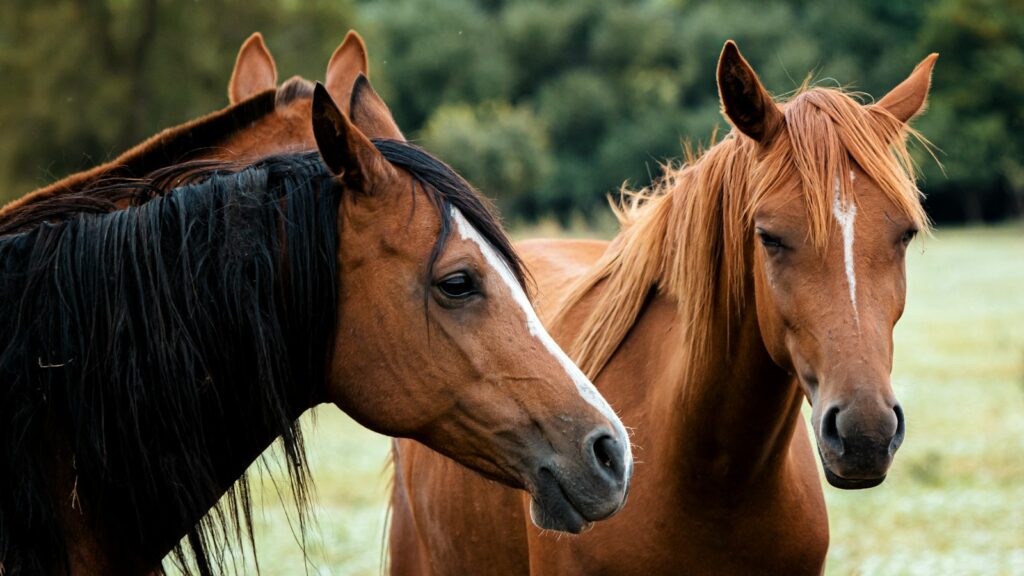 a couple of brown horses standing next to each other