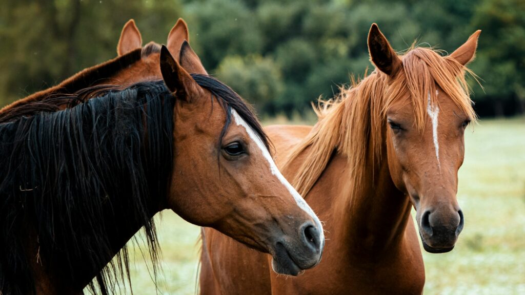 a couple of brown horses standing next to each other