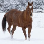 a horse standing in the snow