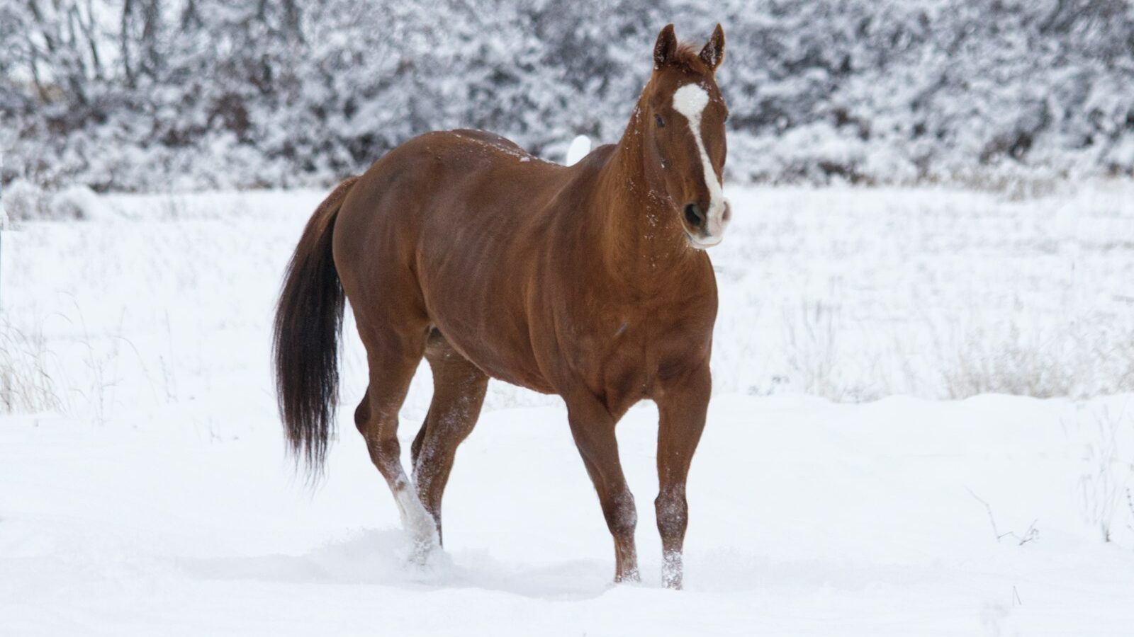 a horse standing in the snow