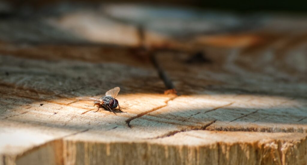 Black and brown fly on brown wooden surface