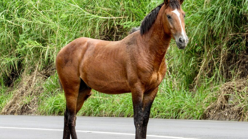 brown horse on gray asphalt road during daytime