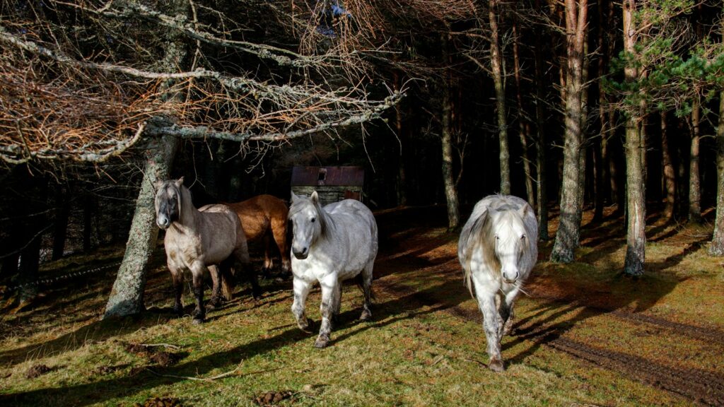 A group of horses walking through a forest