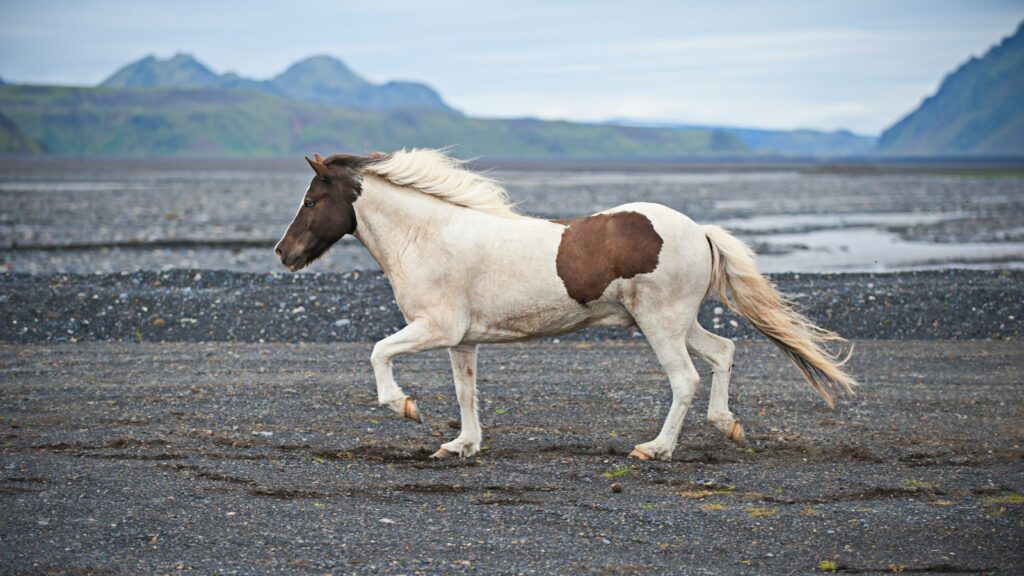 white and brown horse on land during daytime