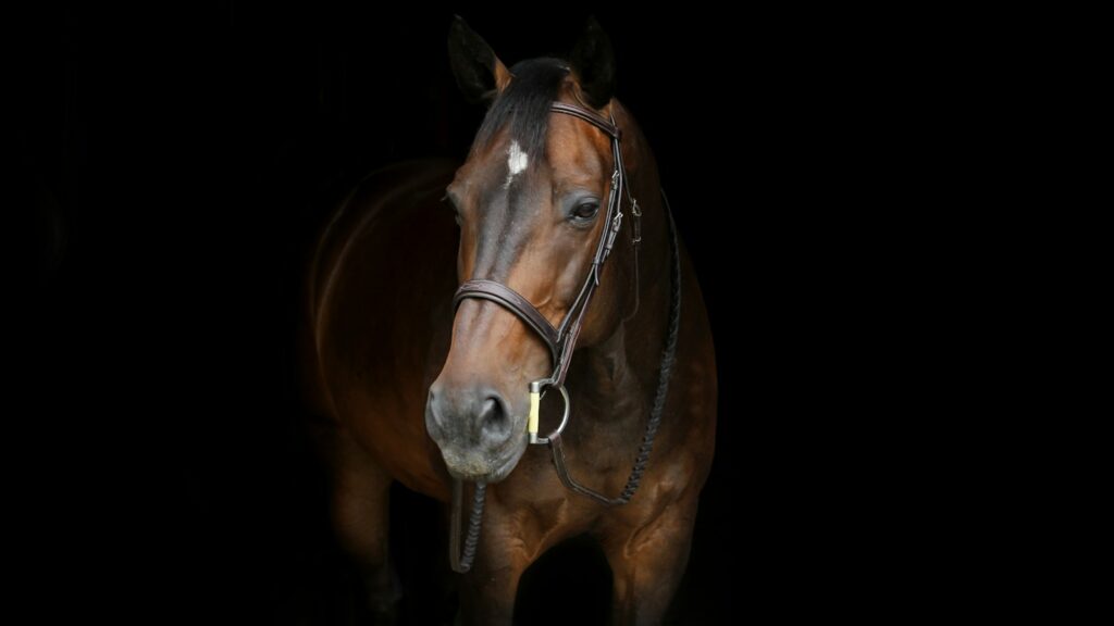 brown horse with white spot on forehead