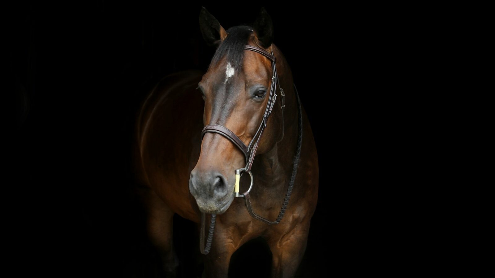 brown horse with white spot on forehead