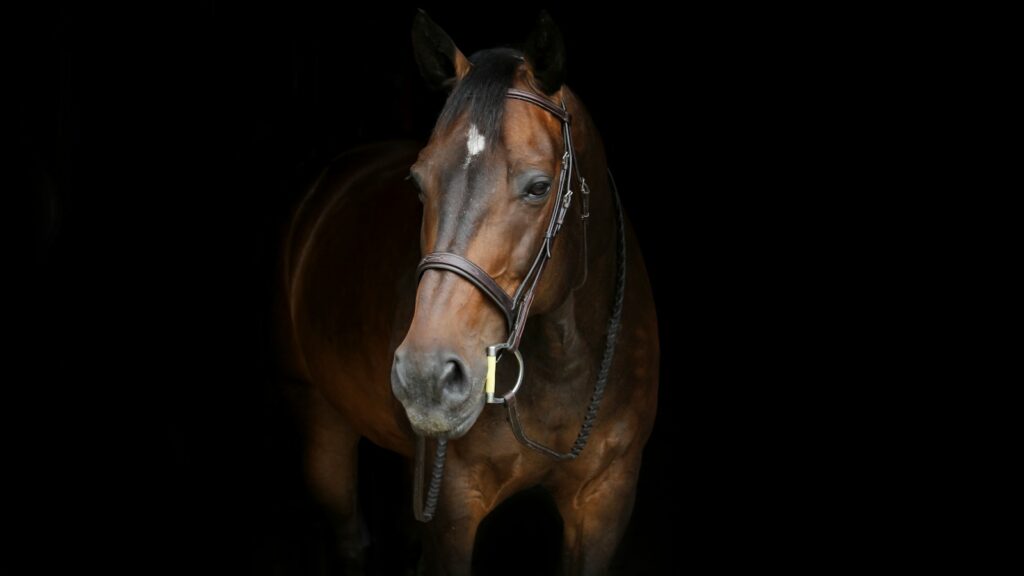 brown horse with white spot on forehead