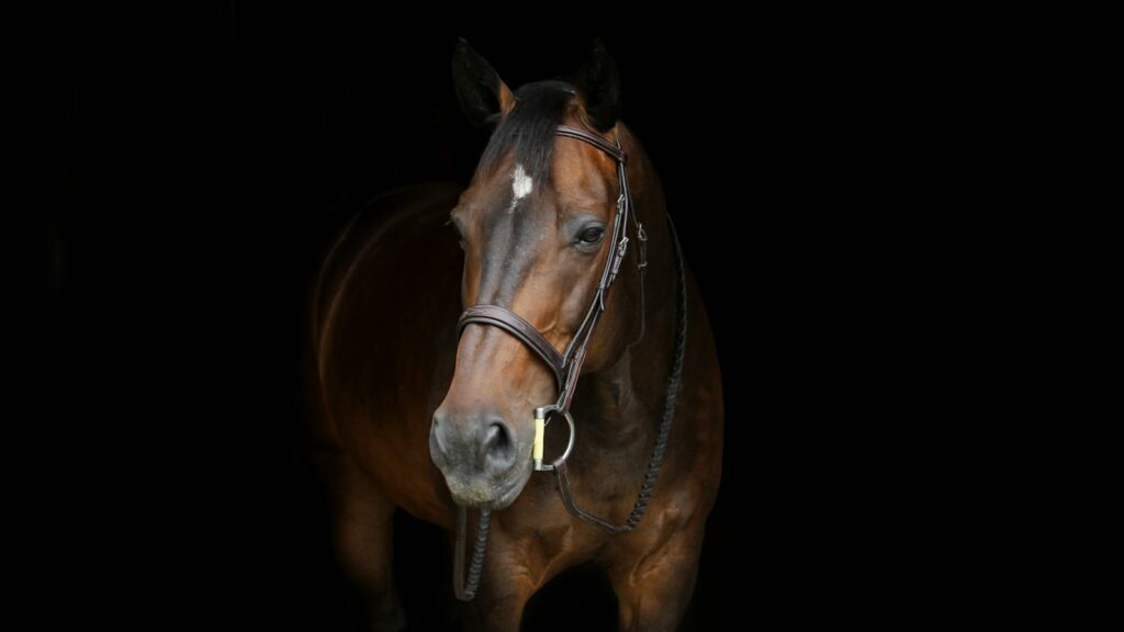 brown horse with white spot on forehead