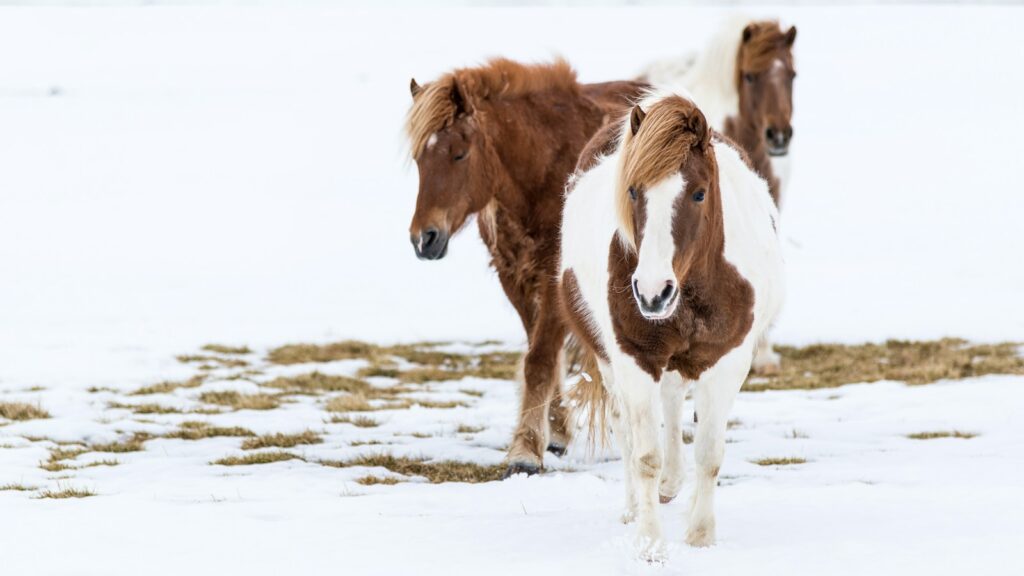 three brown-and-white horses on snow