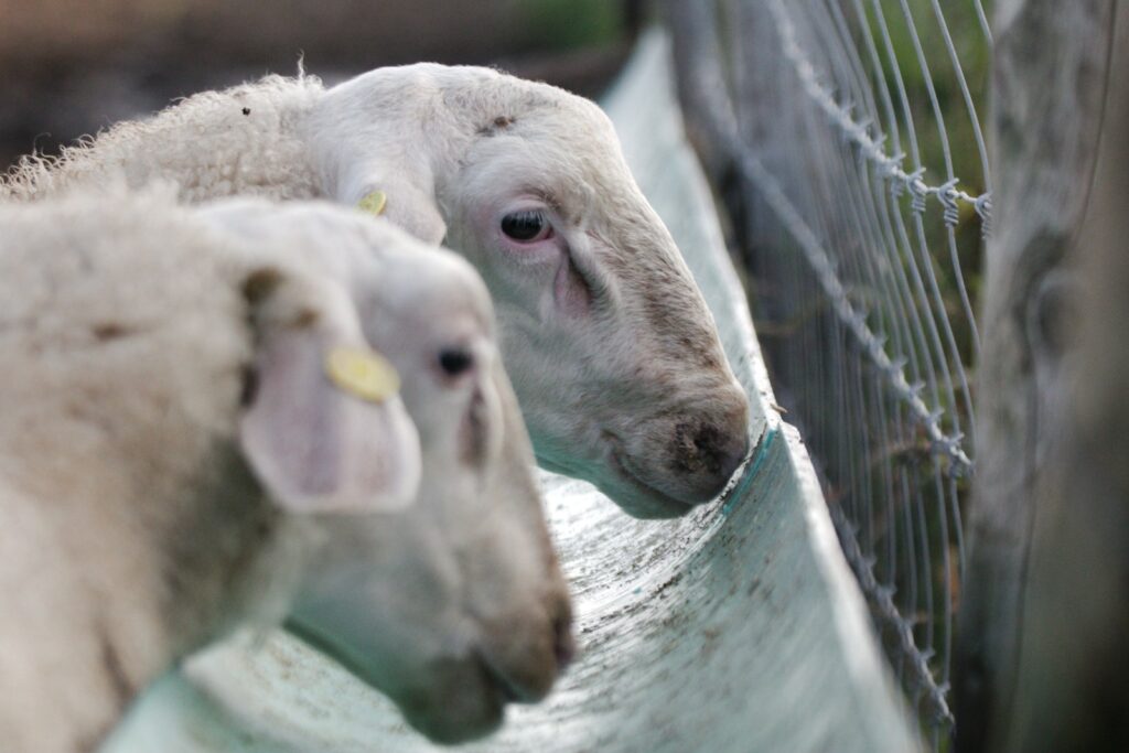 a couple of sheep standing next to each other