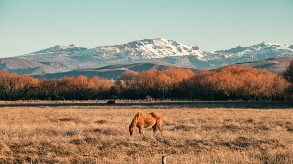 a horse grazing in a field with mountains in the background