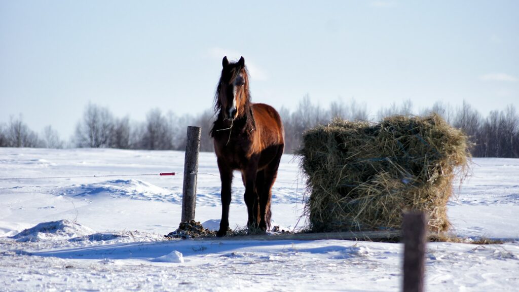 a brown horse standing next to a pile of hay
