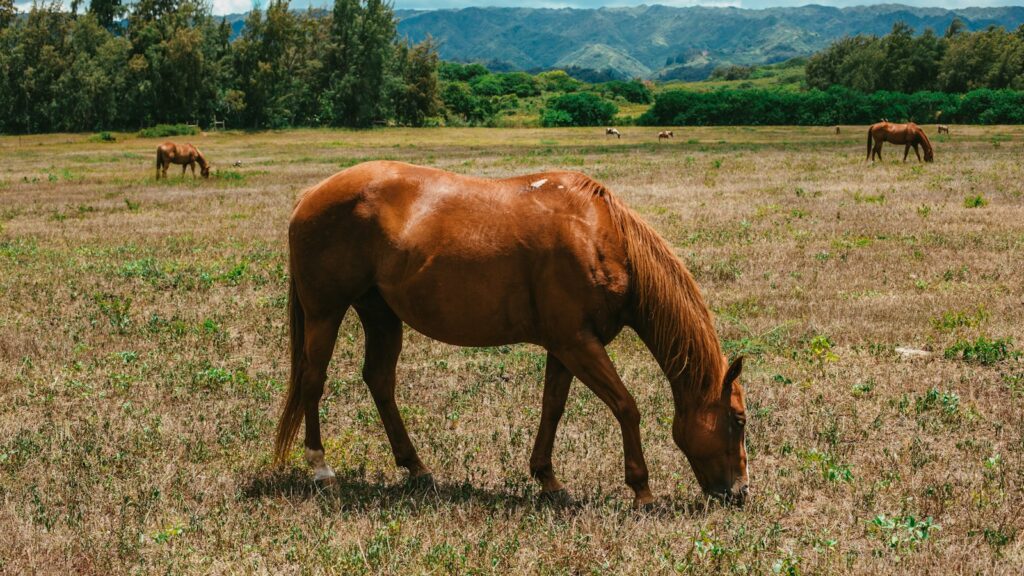brown horse on green grass field during daytime