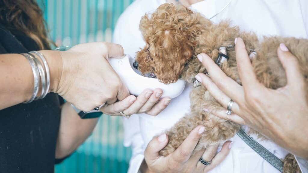 person carrying and feeding brown toy poodle