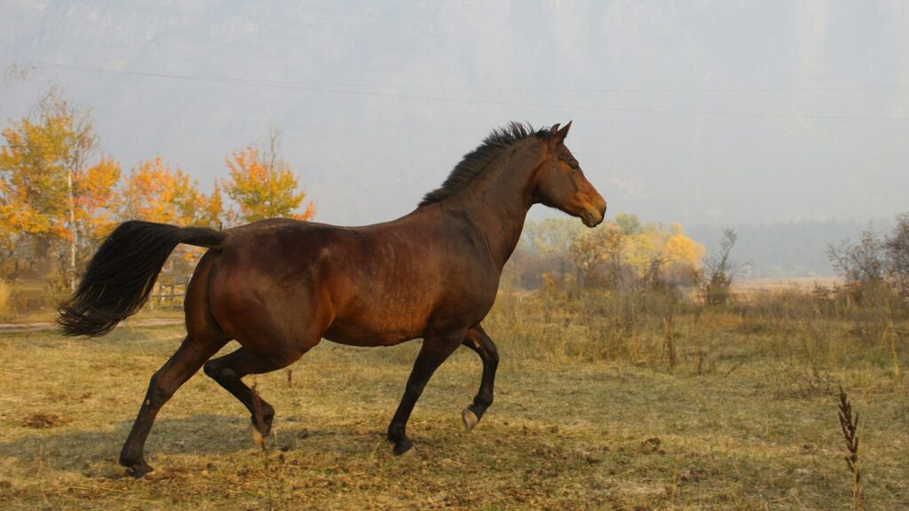 a horse running in a field