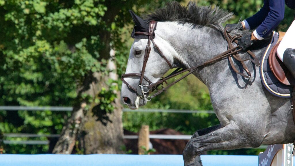 white horse on blue metal fence during daytime