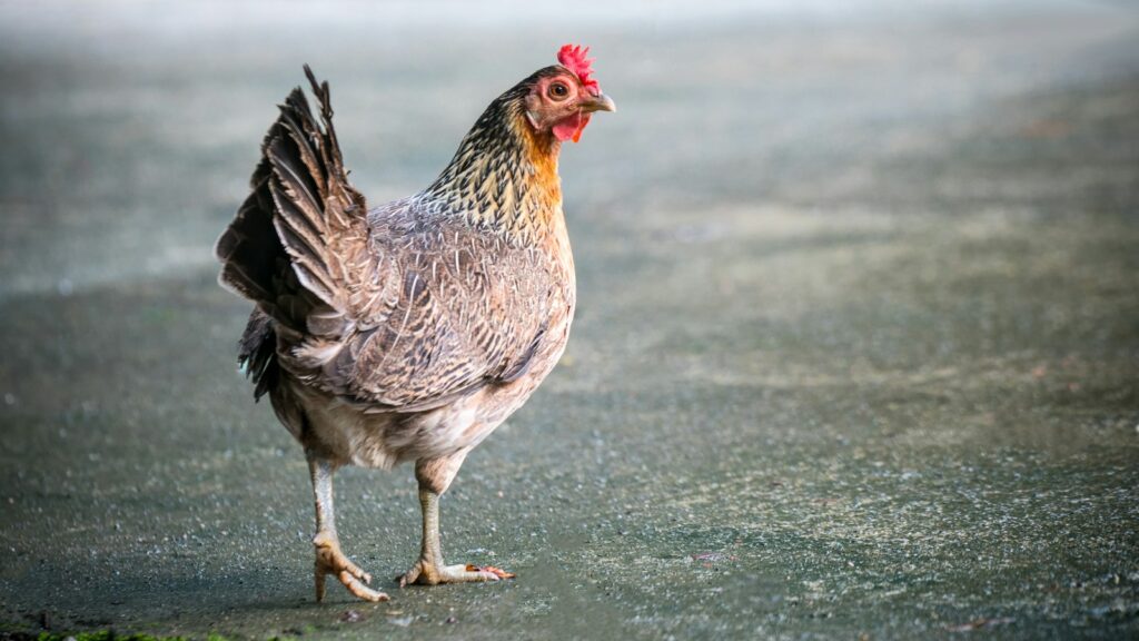 white and brown chicken on green grass field during daytime