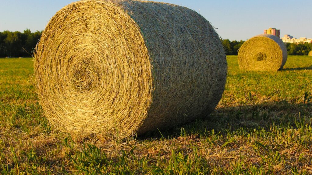 brown round grass on green grass field during daytime