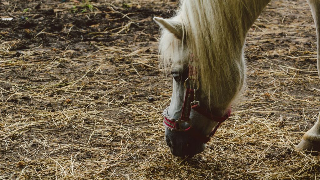 horse eating grass