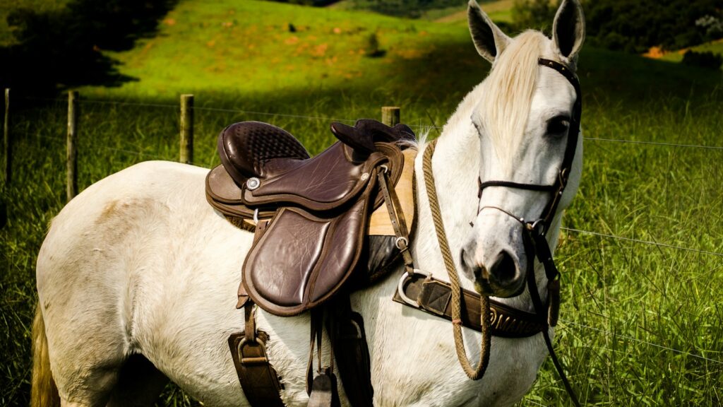 white horse on green grass field during daytime