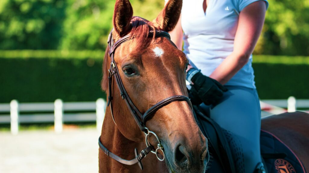 woman in white shirt standing beside brown horse during daytime