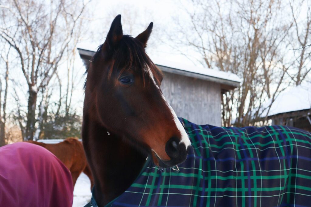 A horse wearing a blanket standing next to another horse