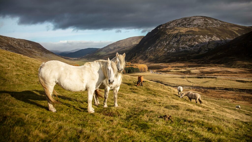 a white horse standing on top of a lush green hillside