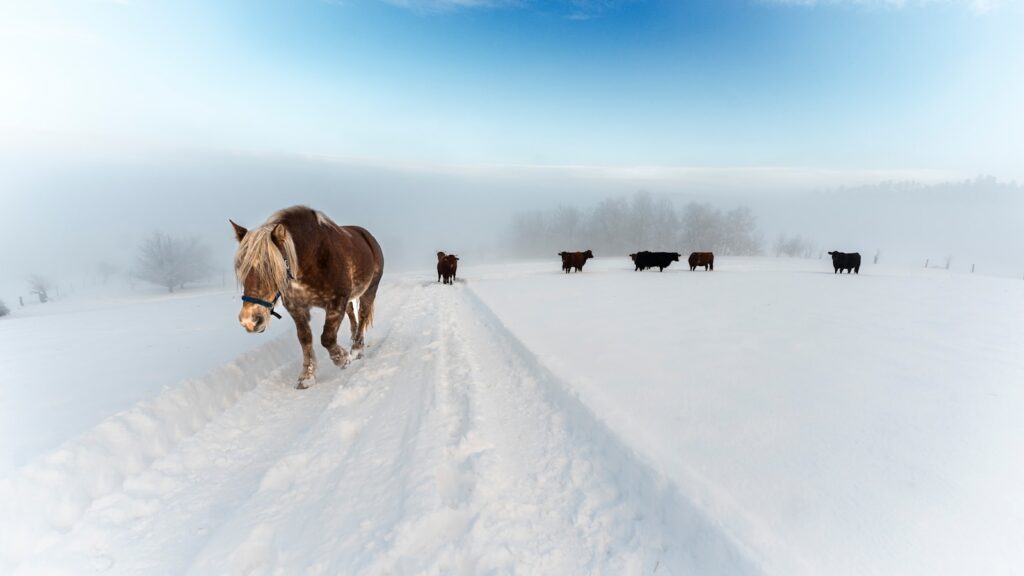 a herd of cattle walking across a snow covered field