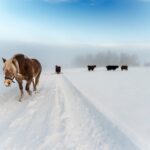 a herd of cattle walking across a snow covered field