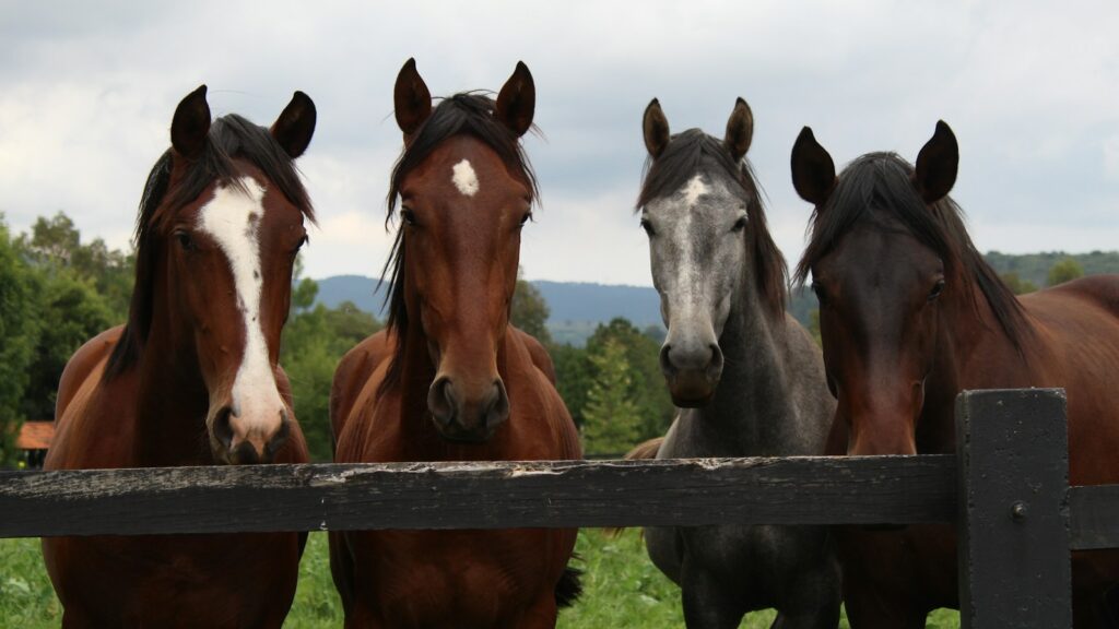 brown and white horses on green grass field during daytime