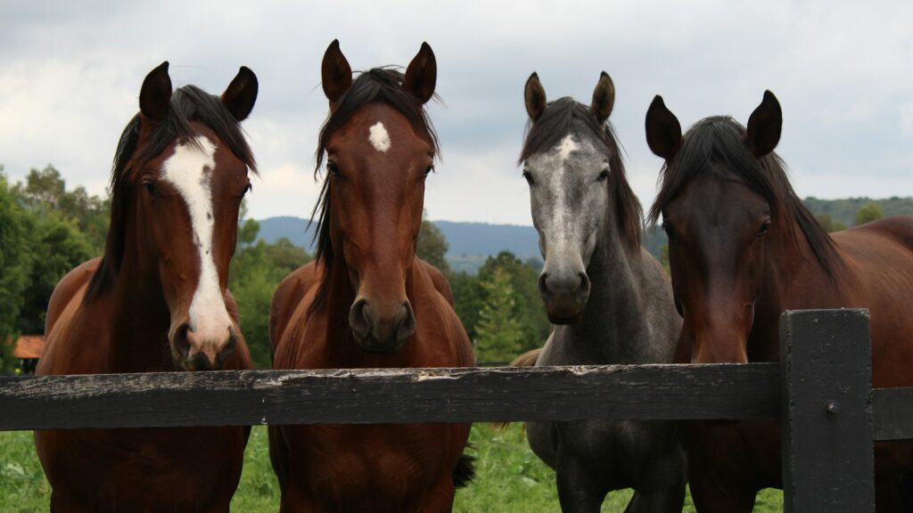 brown and white horses on green grass field during daytime