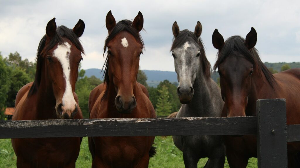 brown and white horses on green grass field during daytime