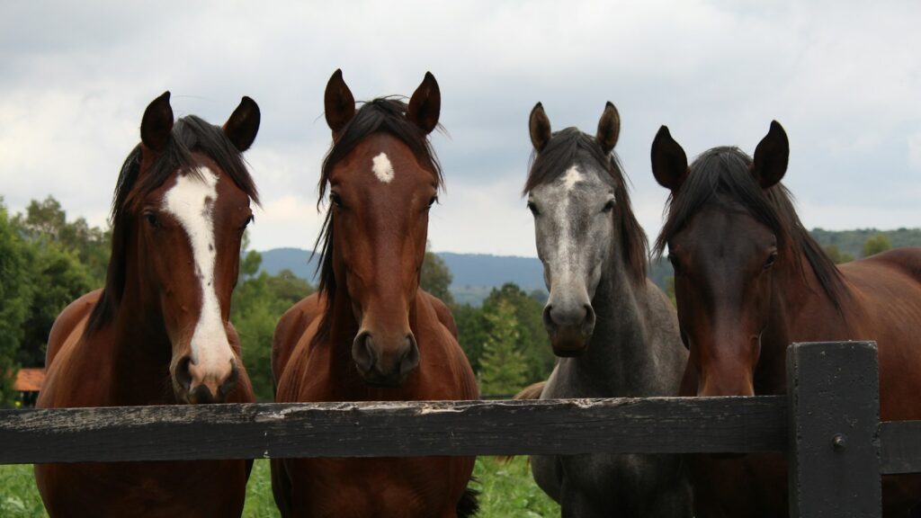 brown and white horses on green grass field during daytime