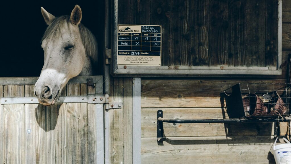 gray horse behind brown door