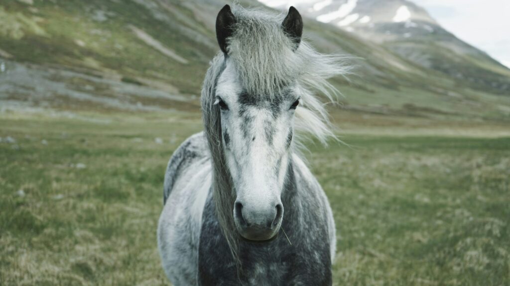white and gray horse standing on green grass field