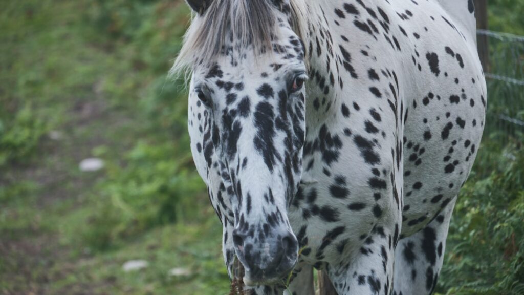 a horse standing in a field