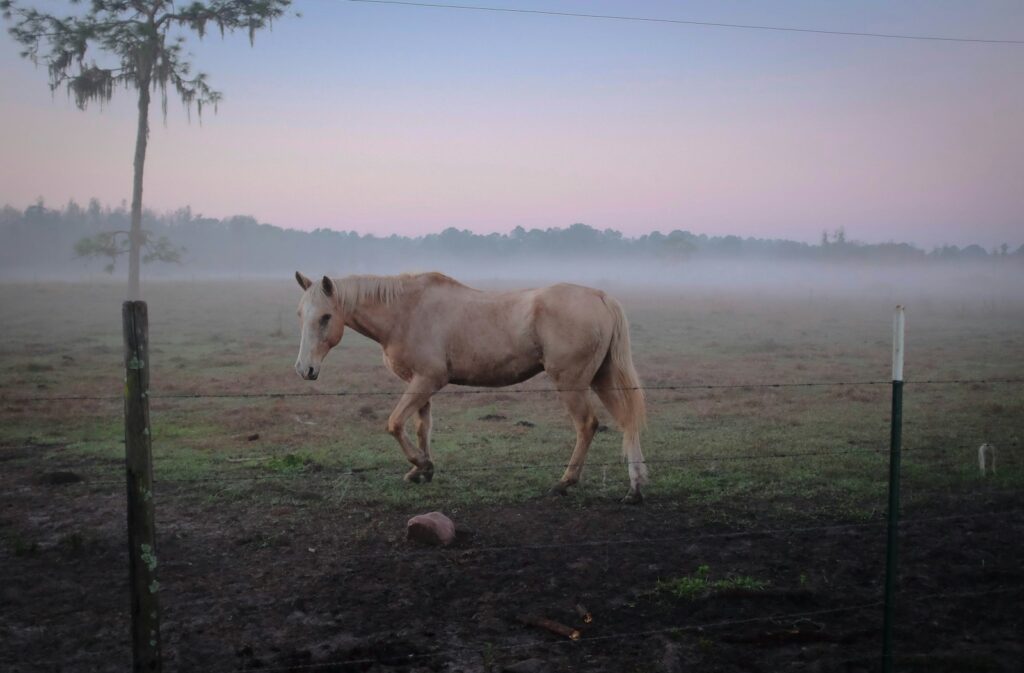 Brown horse standing on green grass near fence