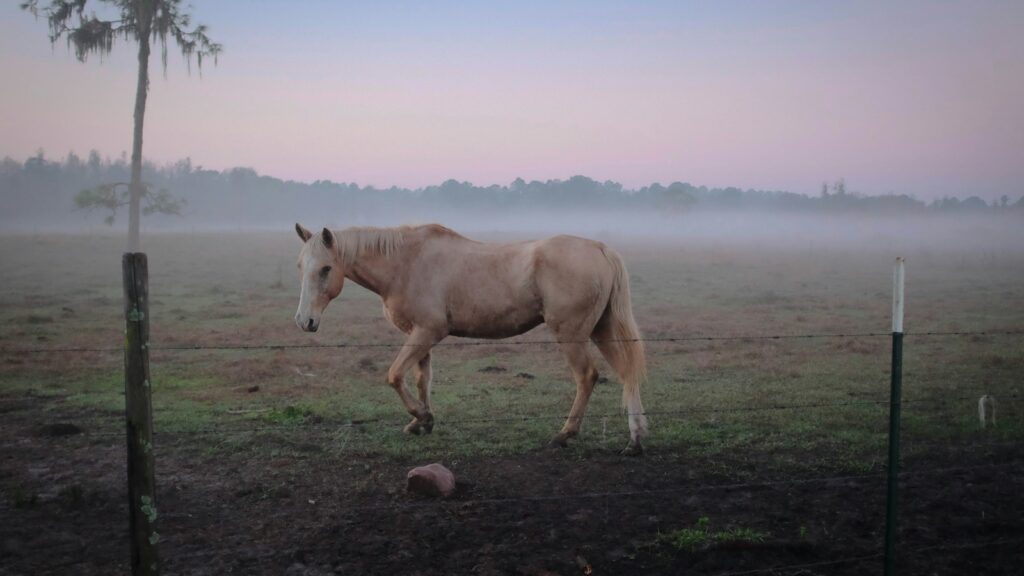 brown horse standing on green grass near fence