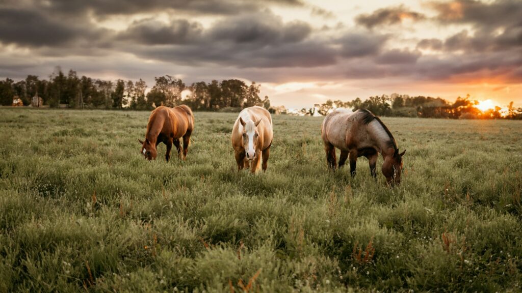 three horses grazing in a field at sunset