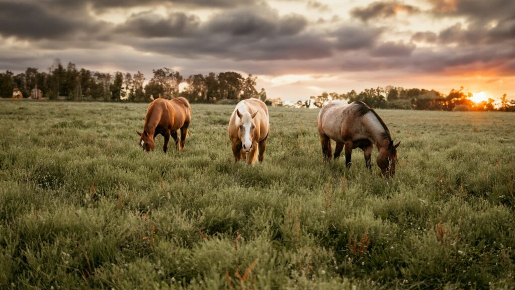 three horses grazing in a field at sunset